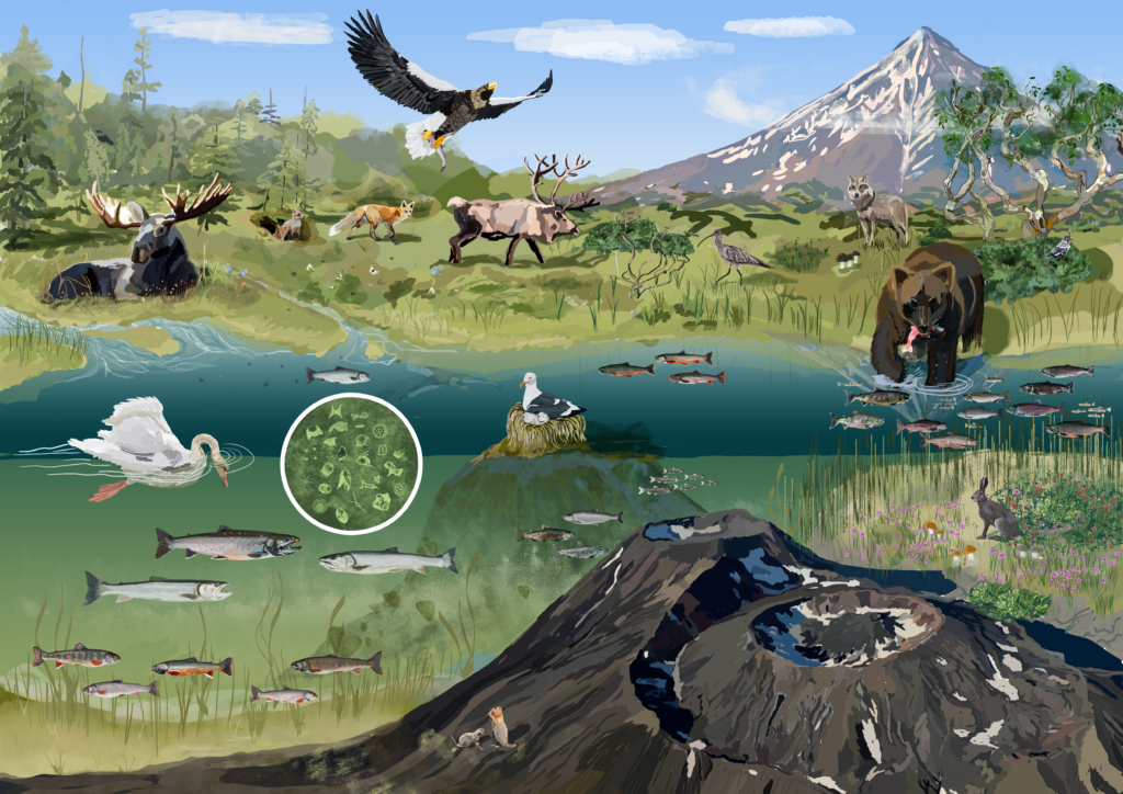 Kronotsky Natural Reserve Species Infographic