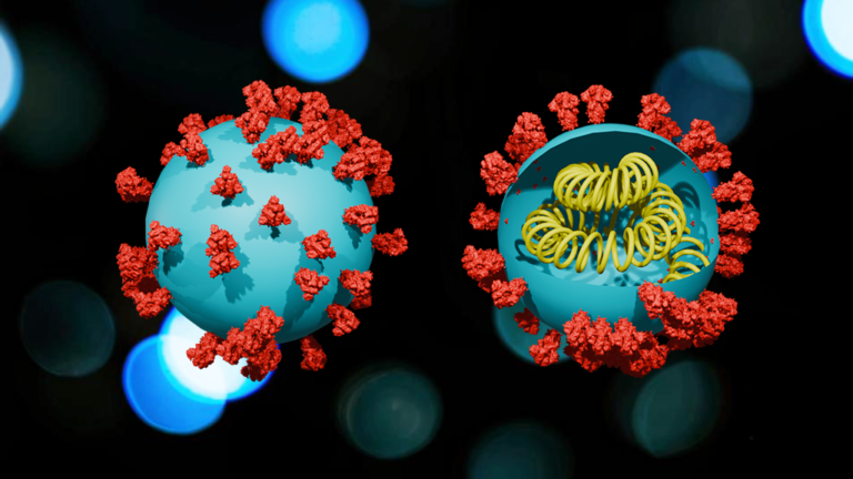 Sars-Cov2 3D model